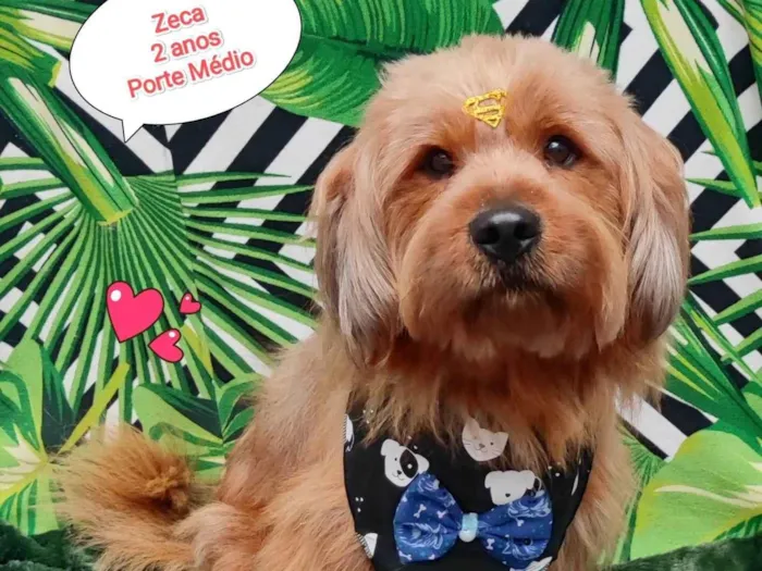Cachorro raça SRD-ViraLata idade 2 anos nome Zeca