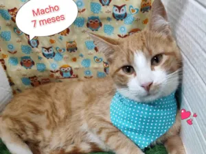 Gato raça SRD-ViraLata idade 2 a 6 meses nome Tigor
