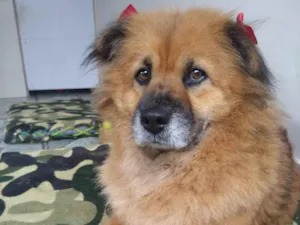 Cachorro raça Chow-chow com SRD idade 6 ou mais anos nome Meg