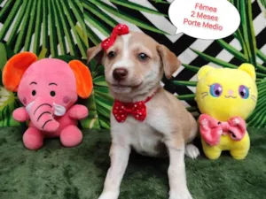 Cachorro raça SRD-ViraLata idade 2 a 6 meses nome Esmeralda 
