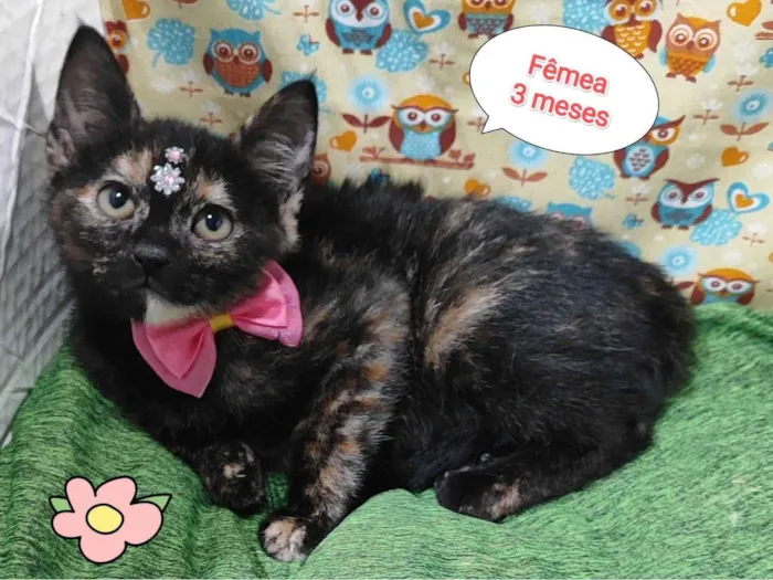 Gato raça SRD-ViraLata idade 2 a 6 meses nome Laurinha 