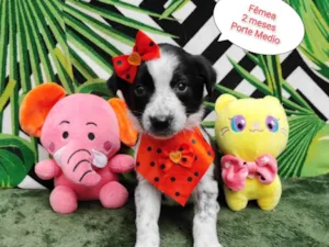 Cachorro raça SRD-ViraLata idade 2 a 6 meses nome Cruela