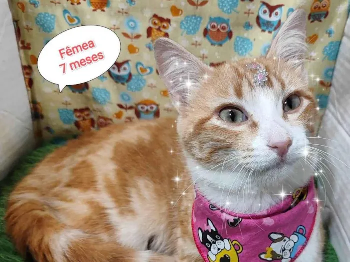 Gato raça SRD-ViraLata idade 2 a 6 meses nome Rita