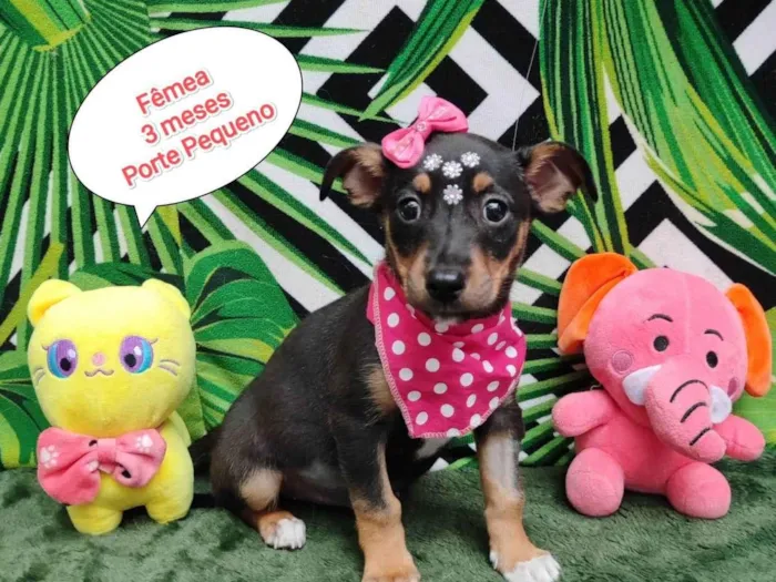 Cachorro raça SRD-ViraLata idade 2 a 6 meses nome Duda