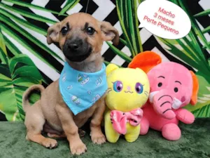 Cachorro raça SRD-ViraLata idade 2 a 6 meses nome Matheus 