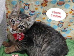 Gato raça SRD-ViraLata idade 2 a 6 meses nome Boo