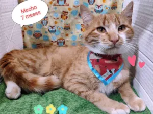 Gato raça SRD-ViraLata idade 2 a 6 meses nome Igor