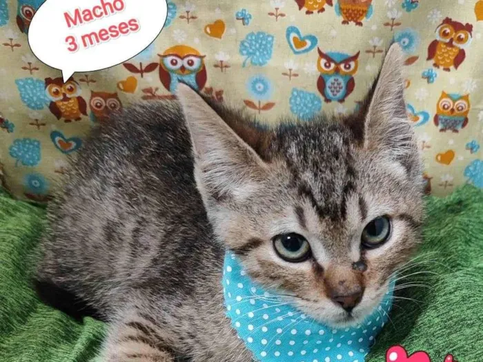 Gato raça SRD-ViraLata idade 2 a 6 meses nome Fernando 