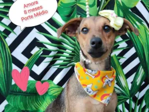 Cachorro raça SRD-ViraLata idade 7 a 11 meses nome Amora