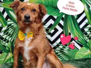 Cachorro raça SRD-ViraLata idade 2 anos nome Nick caramelo