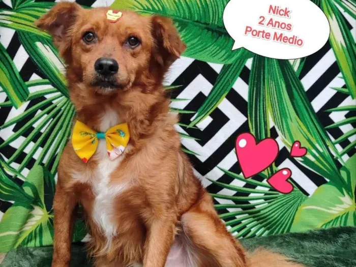Cachorro raça SRD-ViraLata idade 2 anos nome Nick caramelo