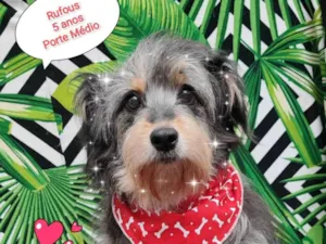 Cachorro raça SRD-ViraLata idade 5 anos nome Rufous 
