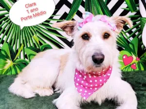 Cachorro raça SRD-ViraLata idade 1 ano nome Clara