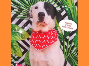 Cachorro raça SRD-ViraLata idade 2 anos nome Natalino 