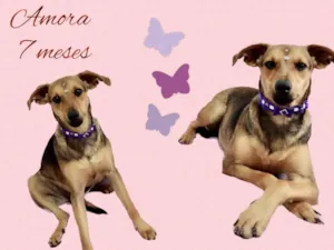 Cachorro raça Srd idade 7 a 11 meses nome Amora 