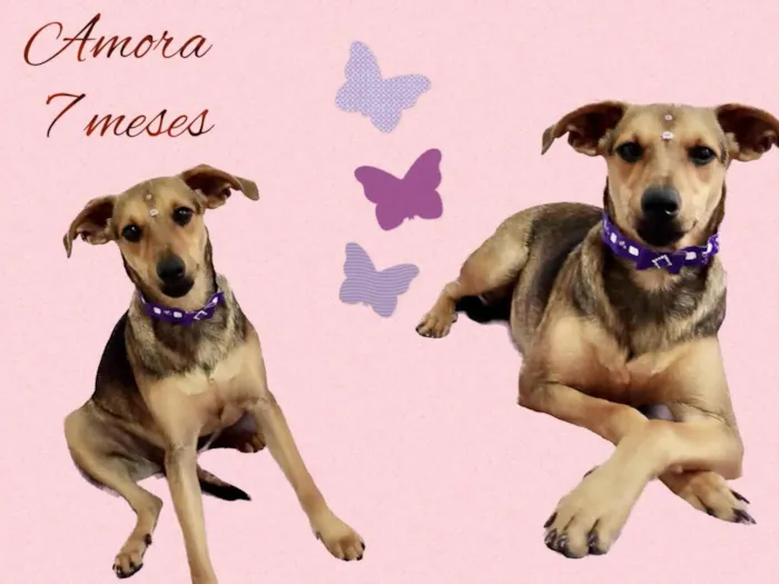 Cachorro raça Srd idade 7 a 11 meses nome Amora 