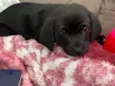 Zoe