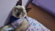 LYPE