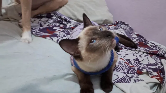 Gato ra a SRD idade 2 a 6 meses nome LYPE
