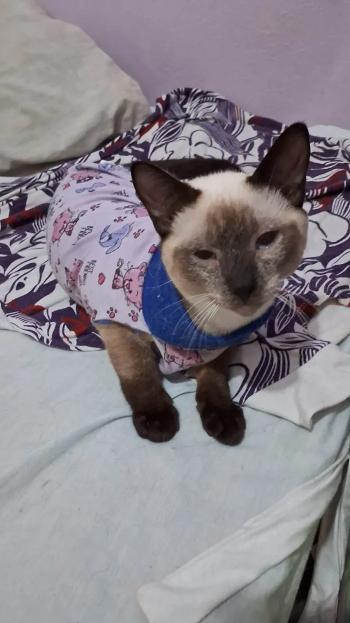 Gato ra a SRD idade 2 a 6 meses nome LYPE