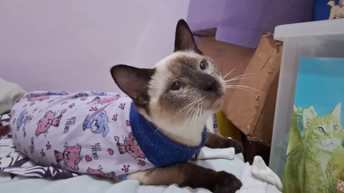 Gato ra a SRD idade 2 a 6 meses nome LYPE