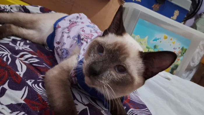 Gato ra a SRD idade 2 a 6 meses nome LYPE