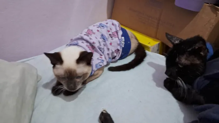 Gato ra a SRD idade 2 a 6 meses nome LYPE