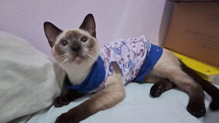Gato ra a SRD idade 2 a 6 meses nome LYPE