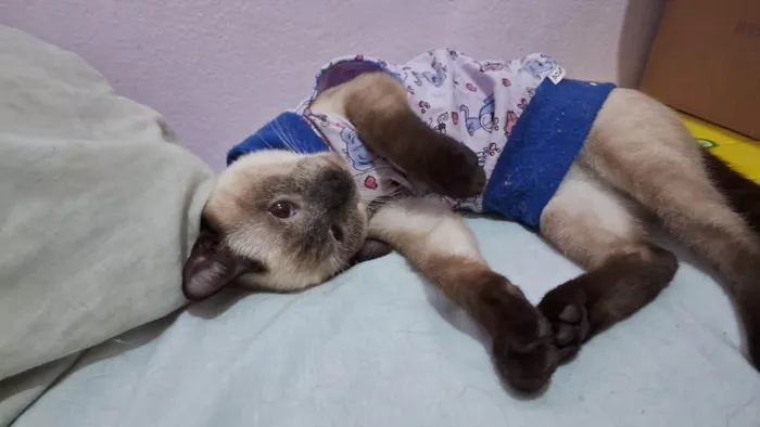 Gato ra a SRD idade 2 a 6 meses nome LYPE
