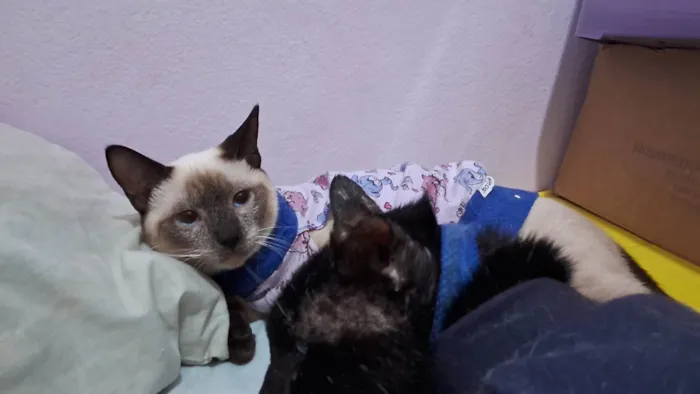 Gato ra a SRD idade 2 a 6 meses nome LYPE