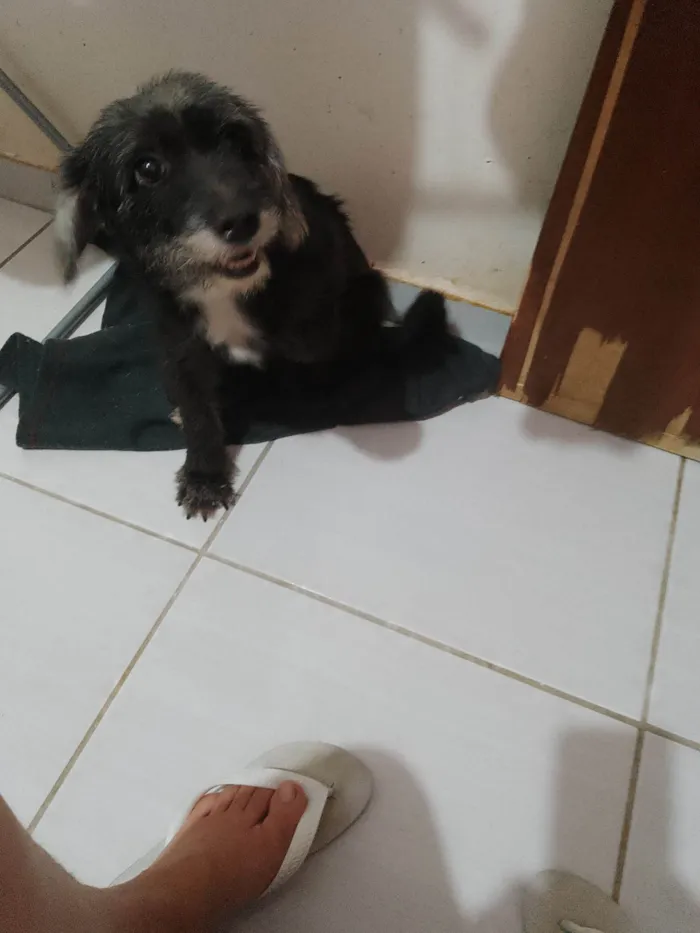 Cachorro ra a SDR vira lata idade 3 anos nome Belinha