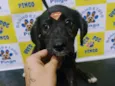 Cachorro raça SRD-ViraLata idade 2 a 6 meses nome Logan