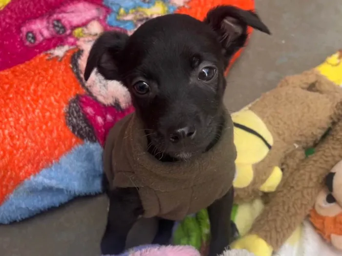 Cachorro raça SRD-ViraLata idade Abaixo de 2 meses nome Antônio 