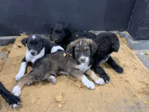 Cachorro raça SRD-ViraLata idade 2 a 6 meses nome 4 irmãos 
