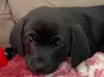 Zoe