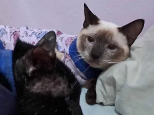 Gato raça SRD idade 2 a 6 meses nome LYPE