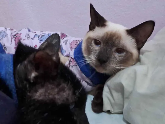 Gato ra a SRD idade 2 a 6 meses nome LYPE