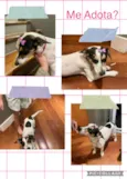 Cacau