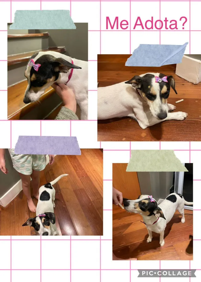 Cachorro raça Srd  idade 1 ano nome Cacau