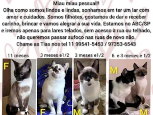 Gato raça Srd idade 2 a 6 meses nome Quinteto lindo e fofo