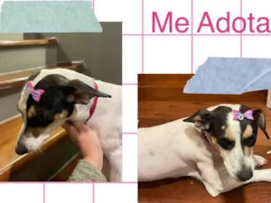 Cachorro raça Srd  idade 1 ano nome Cacau