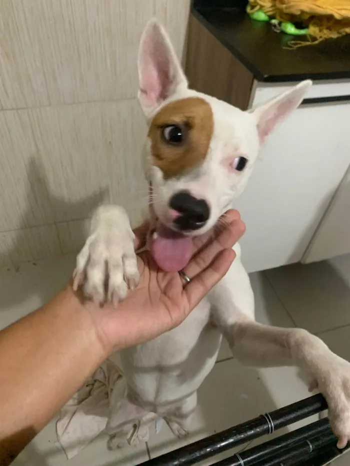 Cachorro ra a SRD-ViraLata idade 7 a 11 meses nome Valentina 