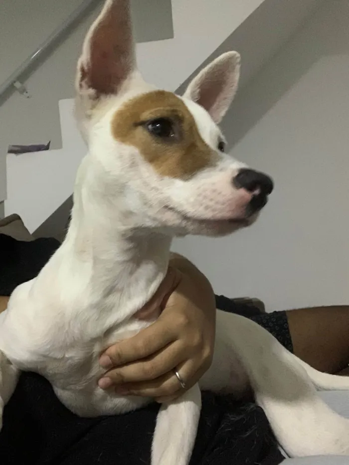 Cachorro ra a SRD-ViraLata idade 7 a 11 meses nome Valentina 