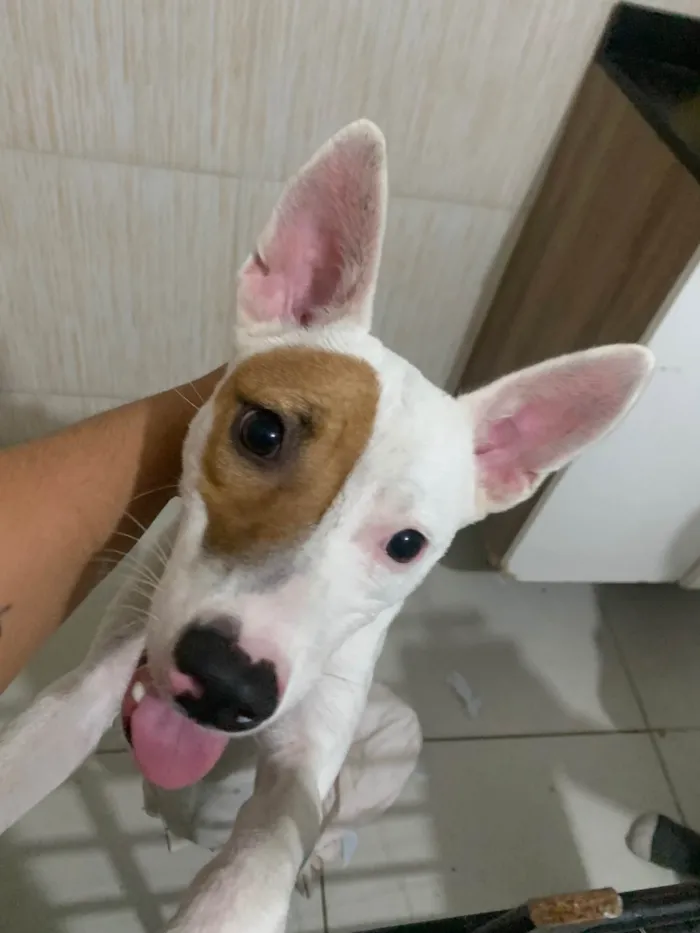 Cachorro ra a SRD-ViraLata idade 7 a 11 meses nome Valentina 