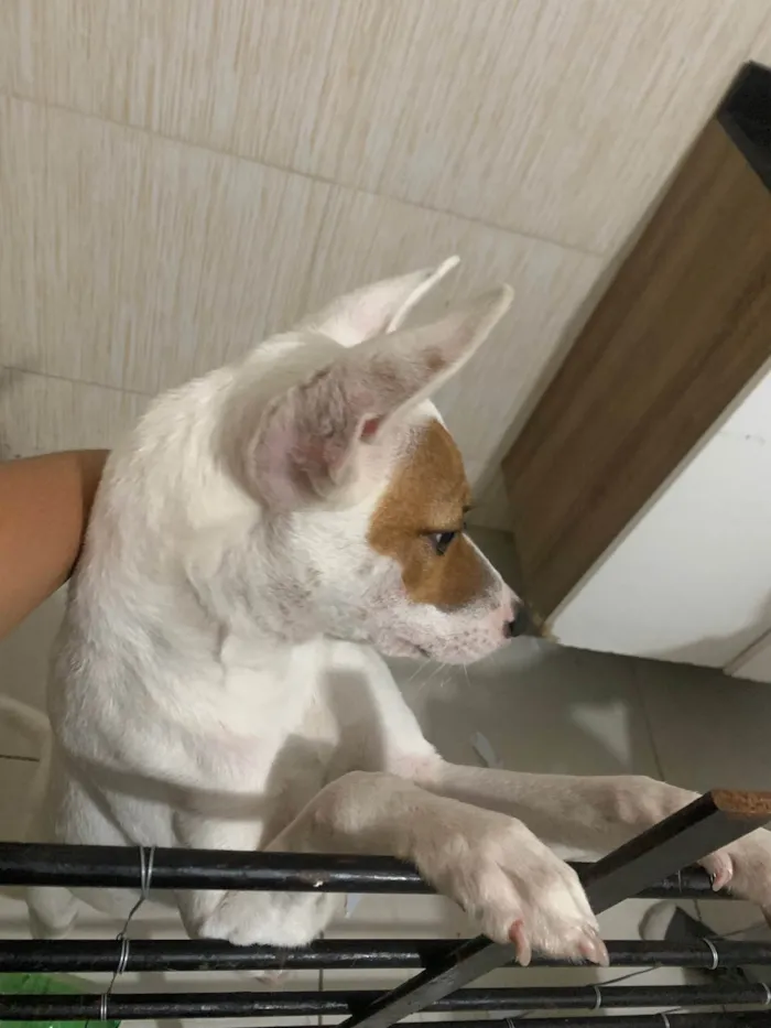 Cachorro ra a SRD-ViraLata idade 7 a 11 meses nome Valentina 