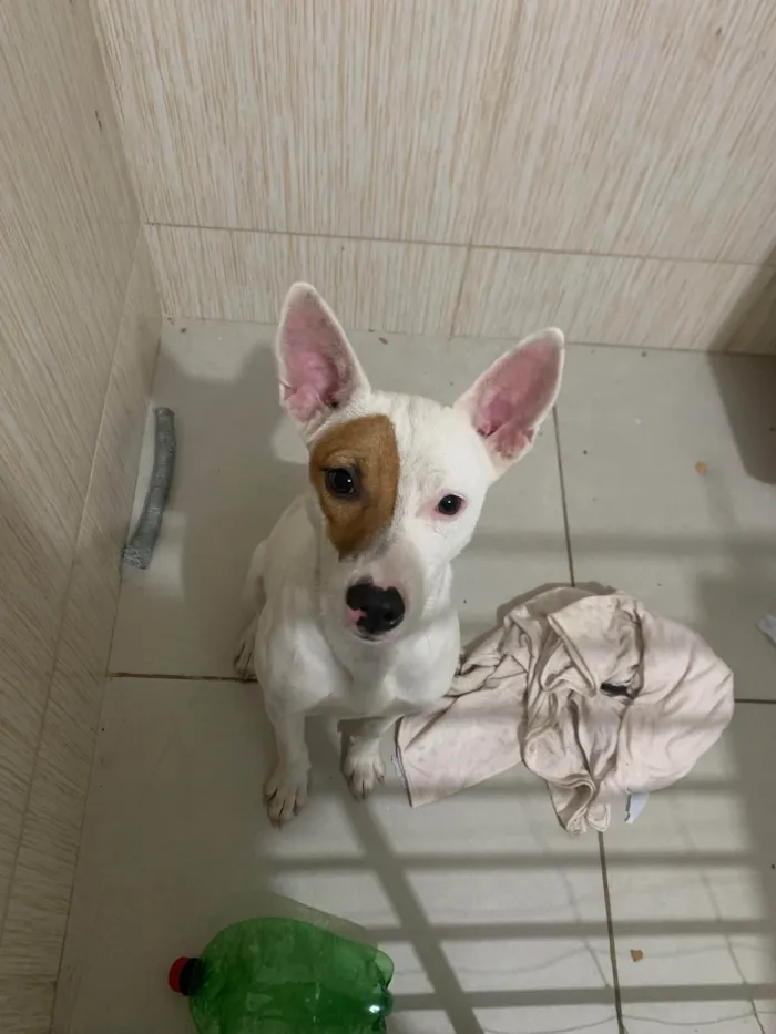 Cachorro ra a SRD-ViraLata idade 7 a 11 meses nome Valentina 