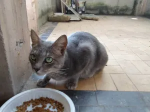 Gato raça SRD-ViraLata idade 1 ano nome Romeu [Rio de Janeiro -RJ]