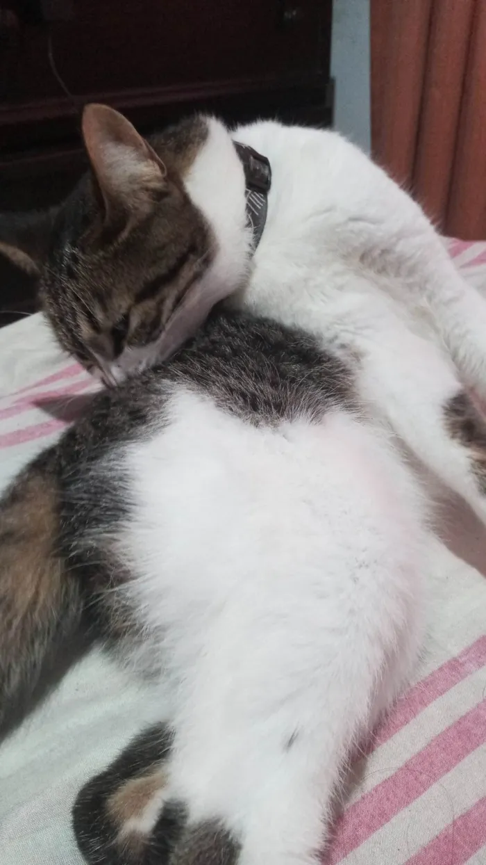 Gato raça SRD-ViraLata idade 2 anos nome Hana