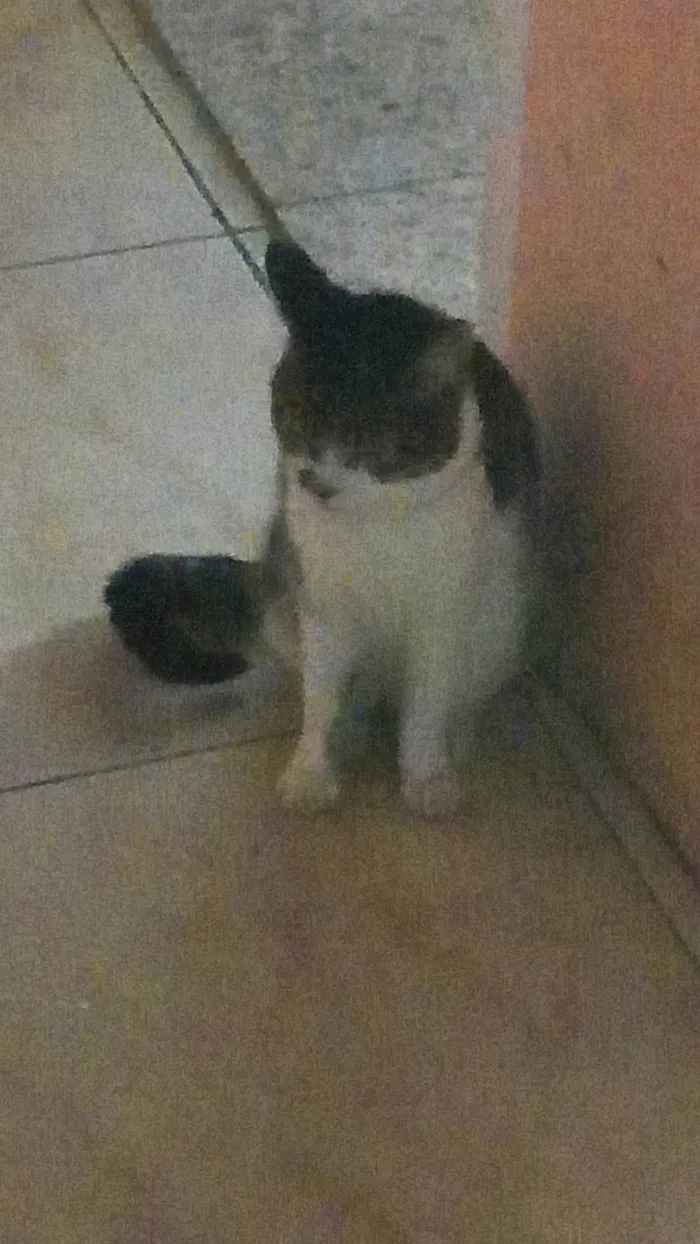 Gato raça SRD-ViraLata idade 2 anos nome Hana