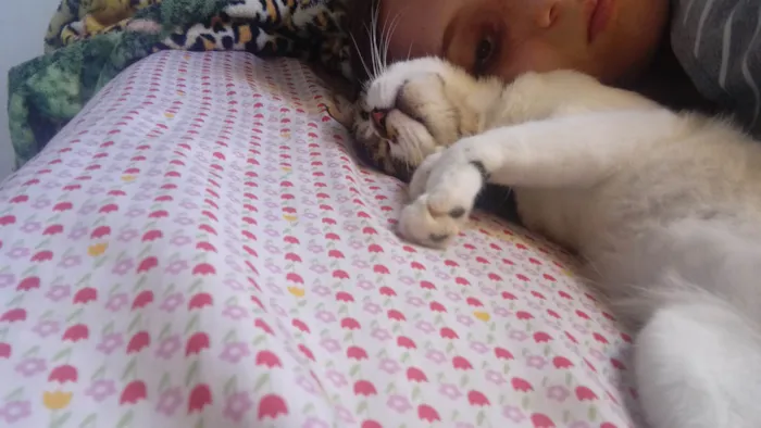 Gato raça SRD-ViraLata idade 2 anos nome Hana